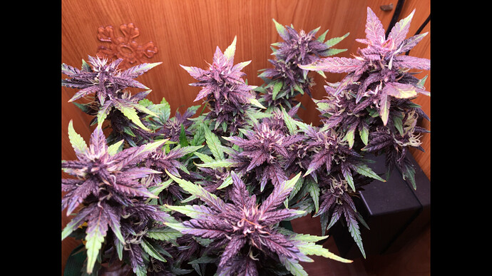 Growreport Bild 9