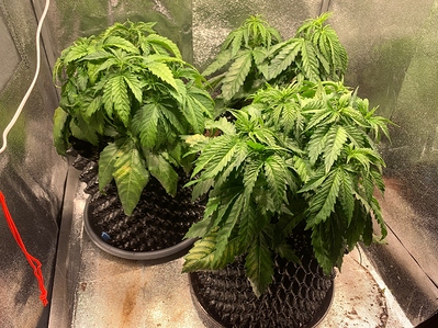 Growreport Bild 3