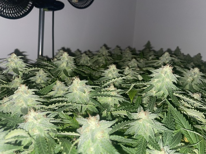 Growreport Bild 3