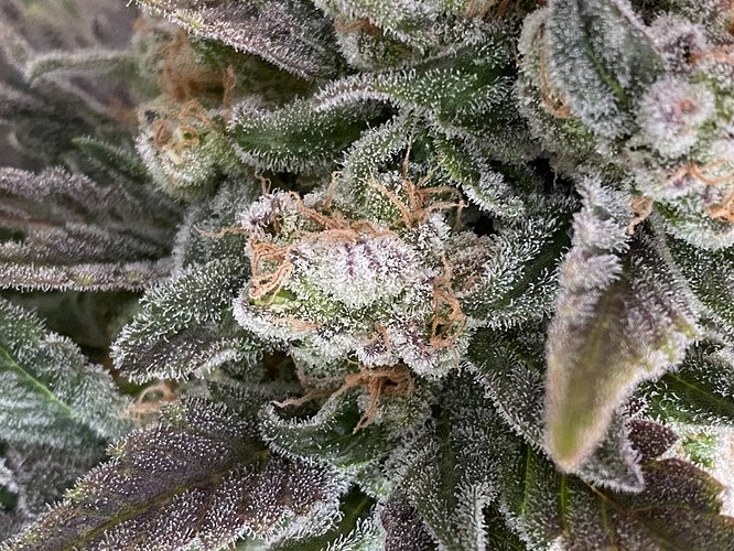 Growreport Bild 41