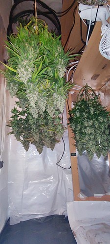Growreport Bild 19
