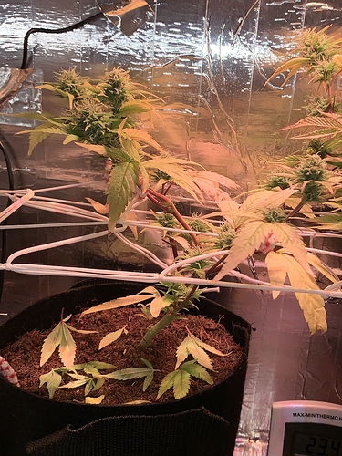 Growreport Bild 5