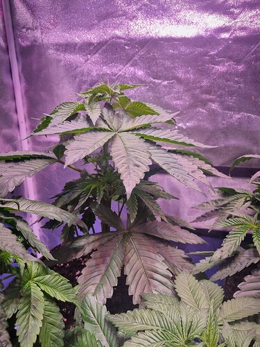 Growreport Bild 3