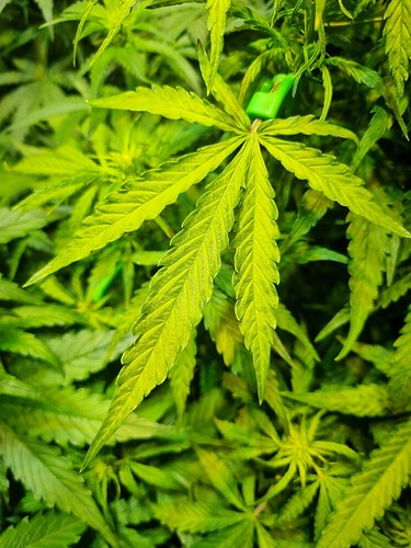 Growreport Bild 15