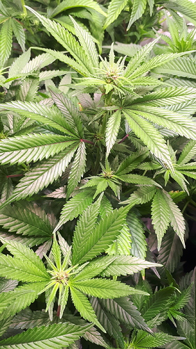 Growreport Bild 4