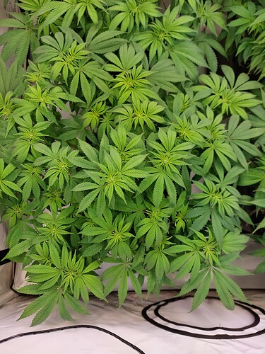 Growreport Bild 5