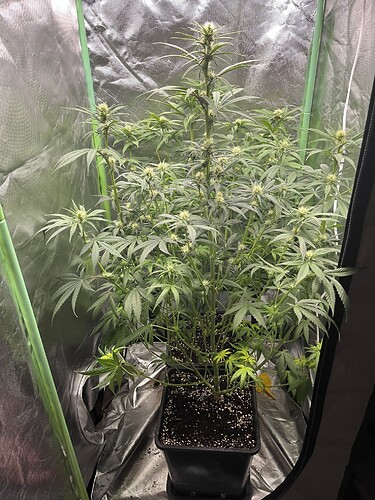 Growreport Bild 4