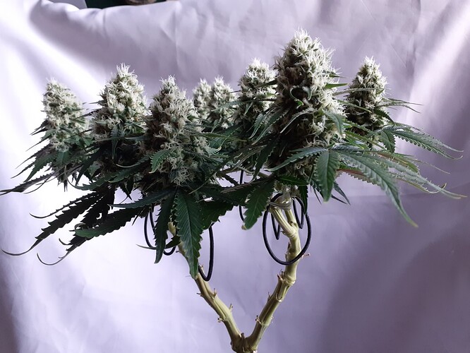 Growreport Bild 172