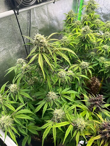 Growreport Bild 19