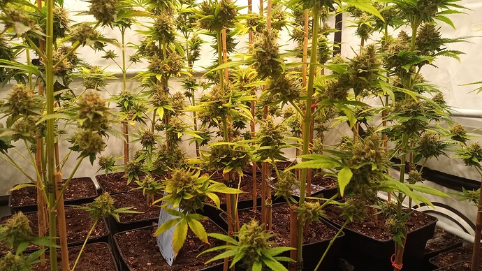 Growreport Bild 6