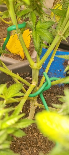 Growreport Bild 8