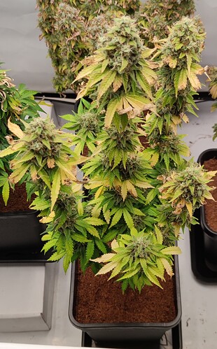 Growreport Bild 1