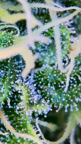Growreport Bild 24