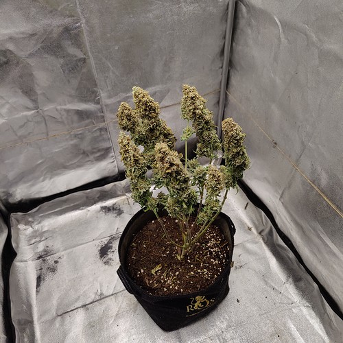 Growreport Bild 27