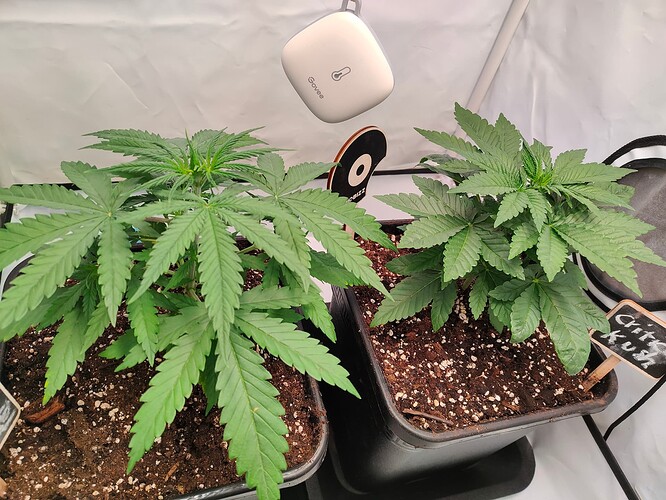 Growreport Bild 1