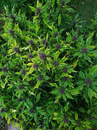 Growreport Bild 3