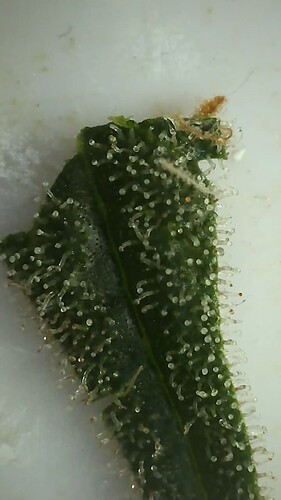 Growreport Bild 20