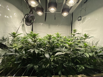 Growreport Bild 2