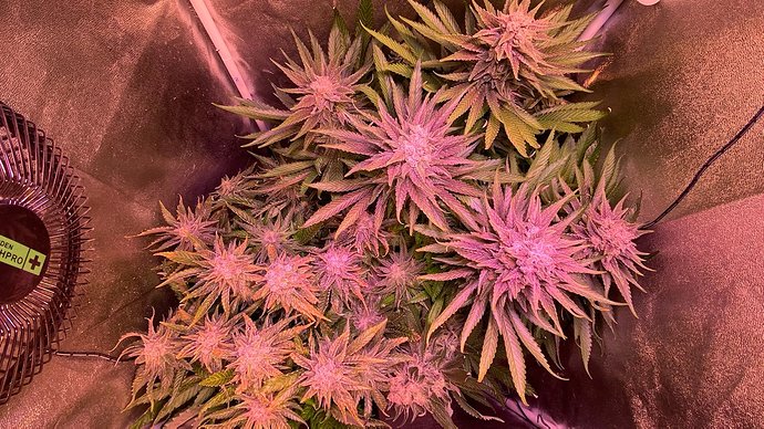 Growreport Bild 1