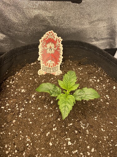 Growreport Bild 2