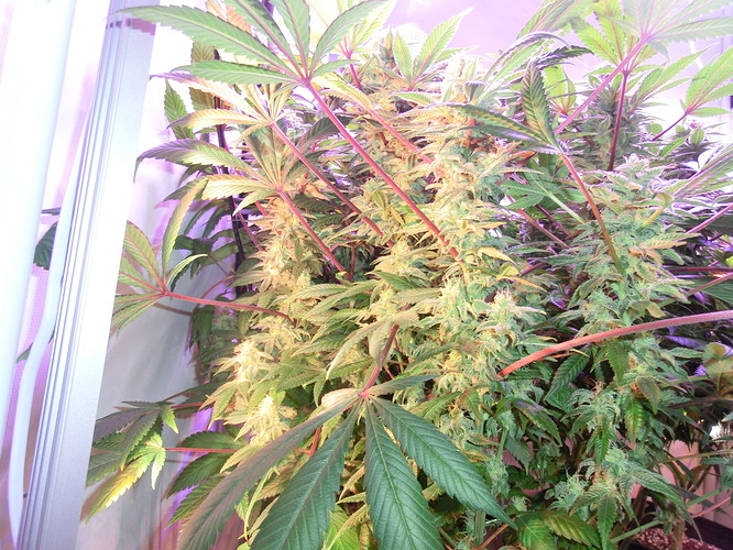 Growreport Bild 5