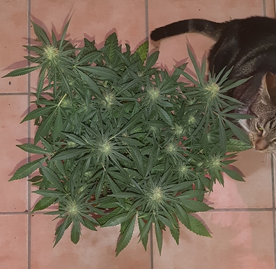 Growreport Bild 11