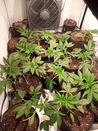Growreport Bild 1