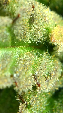 Growreport Bild 63