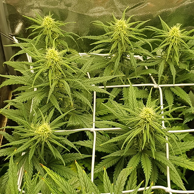 Growreport Bild 10