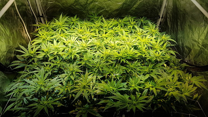 Growreport Bild 2