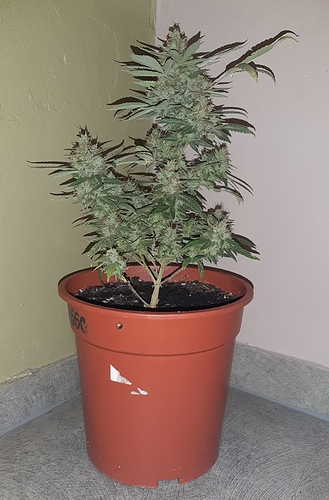 Growreport Bild 1