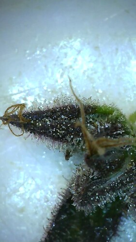 Growreport Bild 3