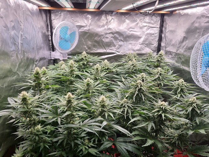 Growreport Bild 5