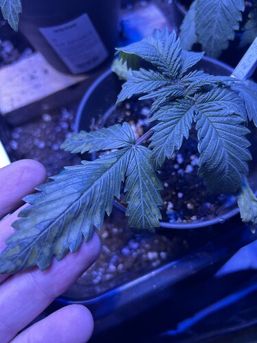 Growreport Bild 1