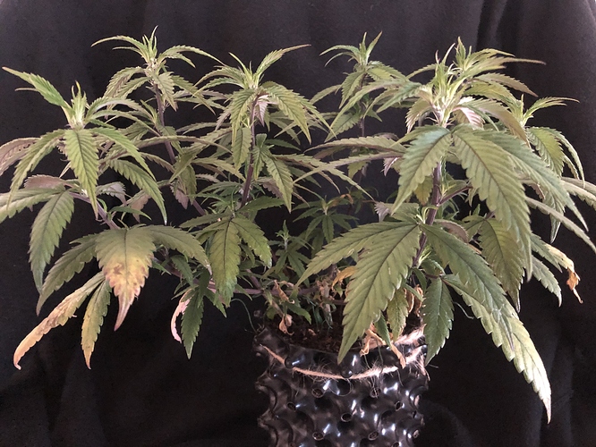 Growreport Bild 4