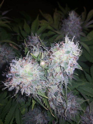 Growreport Bild 7