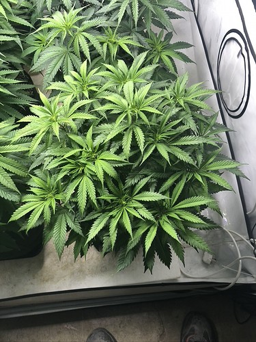 Growreport Bild 7