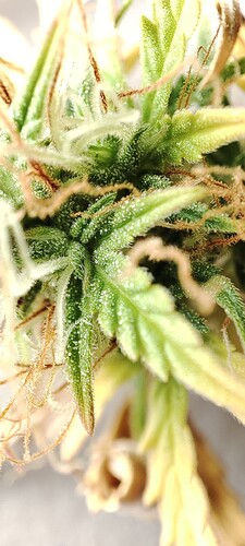 Growreport Bild 3