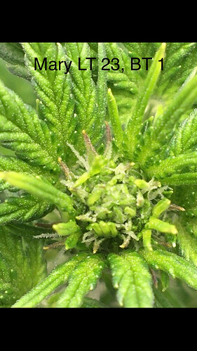 Growreport Bild 7