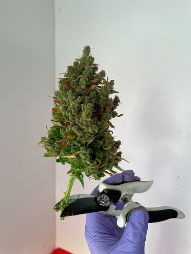 Growreport Bild 8