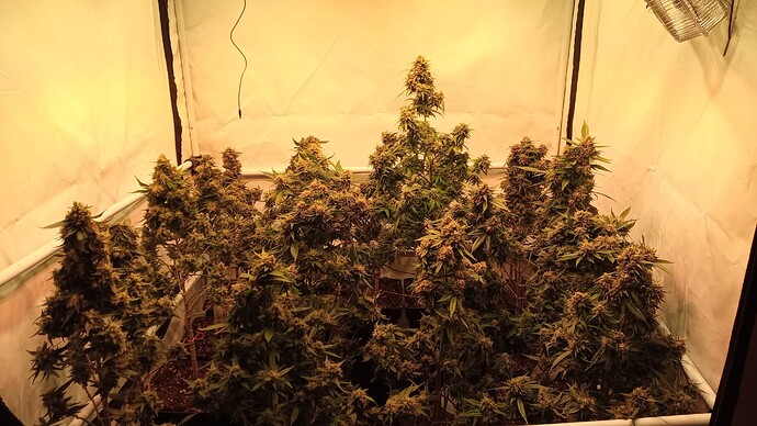 Growreport Bild 34