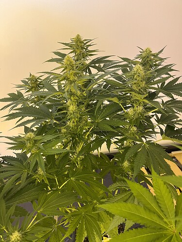 Growreport Bild 9