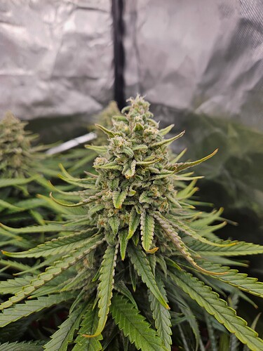 Growreport Bild 40