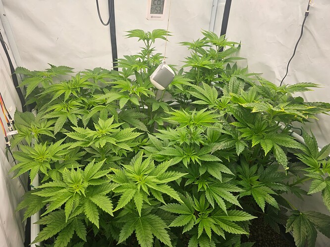 Growreport Bild 8