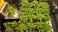 Growreport Bild 18