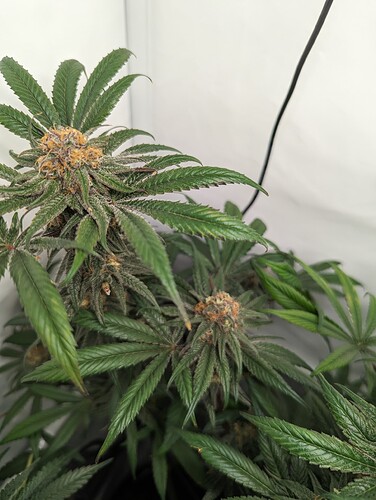 Growreport Bild 26