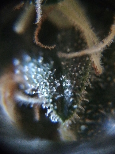 Growreport Bild 1