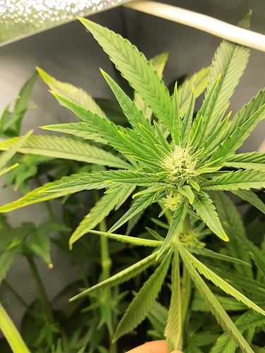 Growreport Bild 4