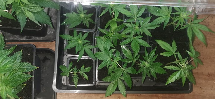 Growreport Bild 53