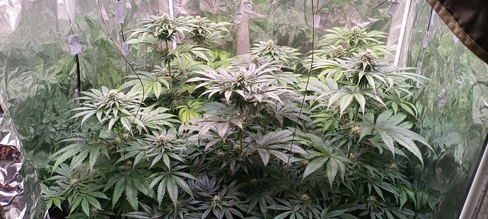 Growreport Bild 1